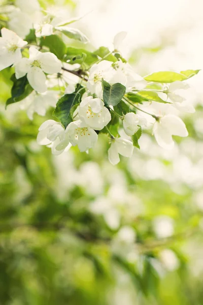 Printemps fond bokeh avec des fleurs, feuilles vertes — Photo