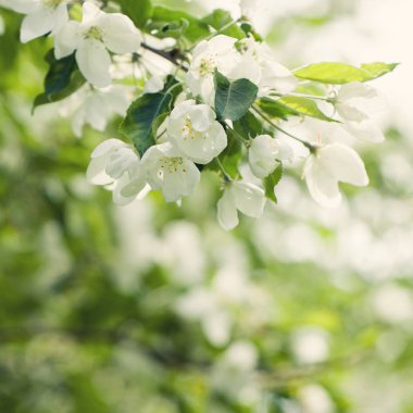 Bahar çiçek, yeşil yaprakları ve soyut Bokeh arka plan.