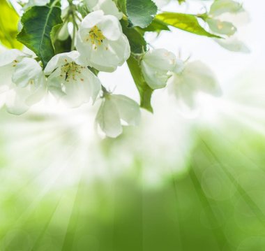 Bokeh arka plan bahar yaprakları ve çiçekleri ile