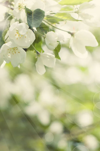 Flores de Primavera, Hojas Verdes y Luz Bokeh Abstracta en Primavera — Foto de Stock