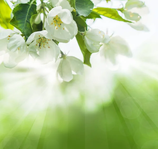 Bokeh arka plan bahar yaprakları ve çiçekleri ile — Stok fotoğraf