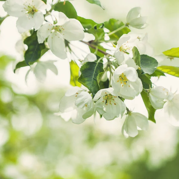 春天的苹果花, 绿叶和抽象的散景光 — 图库照片