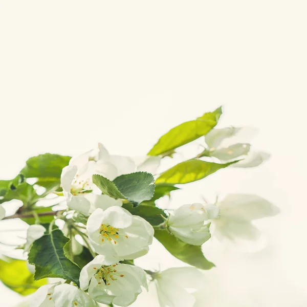 Flores de primavera y hojas verdes sobre fondo con espacio para copiar — Foto de Stock