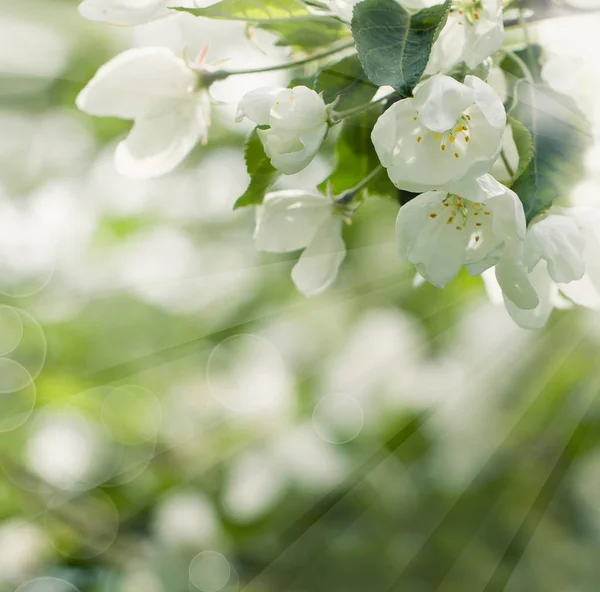 花开花背景有春天的花朵, 绿叶 — 图库照片