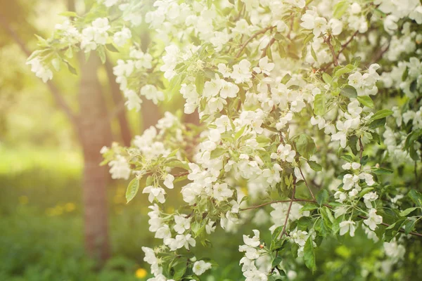 Frühling Blumen Garten Hintergrund, Blüte Apfelbaum — Stockfoto