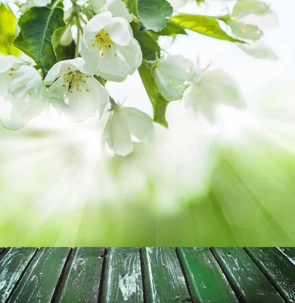 绿色春天背景以白色花, 绿叶 — 图库照片