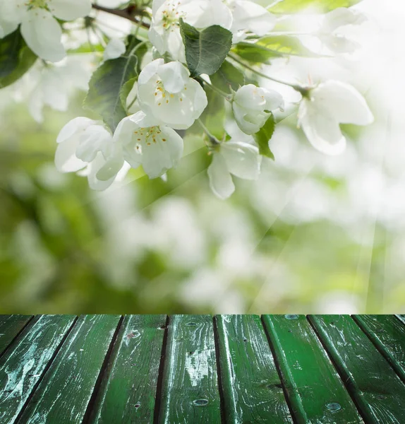 Flores de primavera, hojas verdes y tablero de madera vacío — Foto de Stock