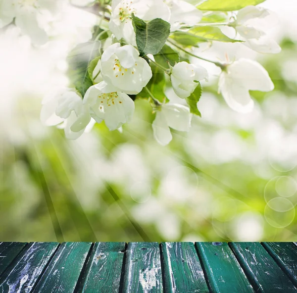 Spring Background with Flowers, Leaves, Sunny Bokeh Light — Stock Photo, Image