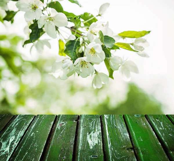 Floral Spring Background with Flowers, Green Leaves — Stock Photo, Image