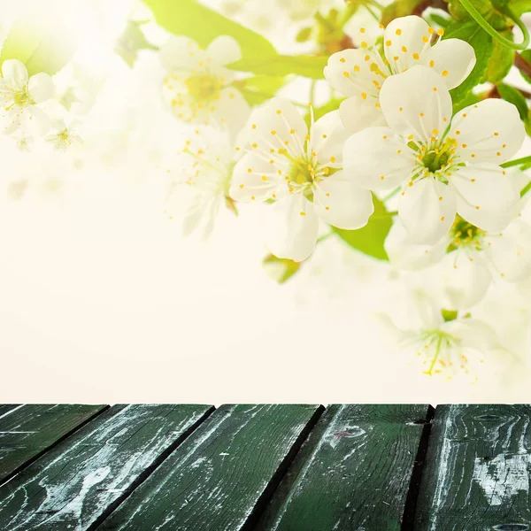 Blossom Spring Background with White Apple Flowers — Stock Photo, Image