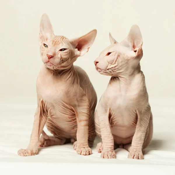 Kittens don sphynx op witte achtergrond — Stockfoto