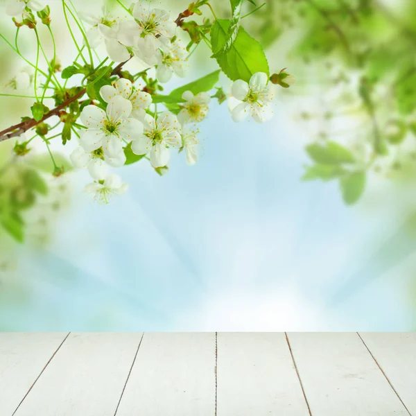 Beyaz bahar kiraz ağacı çiçekleri, yeşil yaprakları — Stok fotoğraf