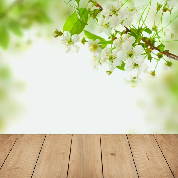 Flores de cerezo blanco, hojas verdes — Foto de Stock