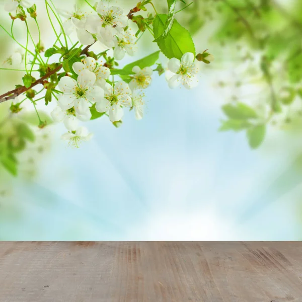 Frühling Kirschbaum Blumen Grüne Blätter Bokeh Licht Und Grau Leer — Stockfoto