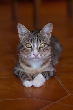 Tatlı kedi turuncu zeminde yatıyor.. 