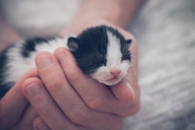 Küçük çizgili kedi yavrusu insan ellerinde.