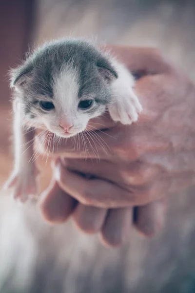 Muito pouco gatinho listrado em mãos de homem . — Fotografia de Stock