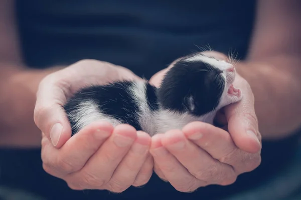 Küçük çizgili kedi yavrusu insan ellerinde. — Stok fotoğraf