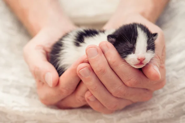 Very Little striped kitten in man hands. — Stock Photo, Image