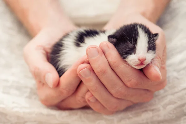 Mycket liten randig kattunge i manshänder. — Stockfoto