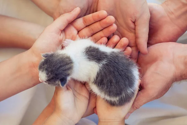 Väldigt liten randig kattunge i människohänder. Begreppet gott och skydd — Stockfoto