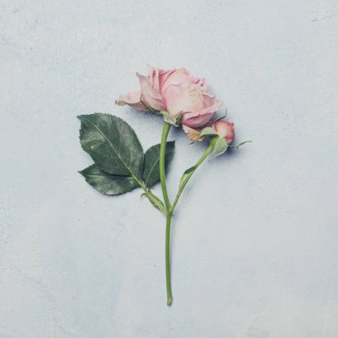 Pembe gül çiçekli güzel çiçek arkaplanı