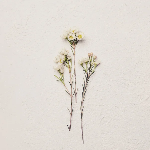 Gyönyörű finom virág fehér kártya háttér — Stock Fotó