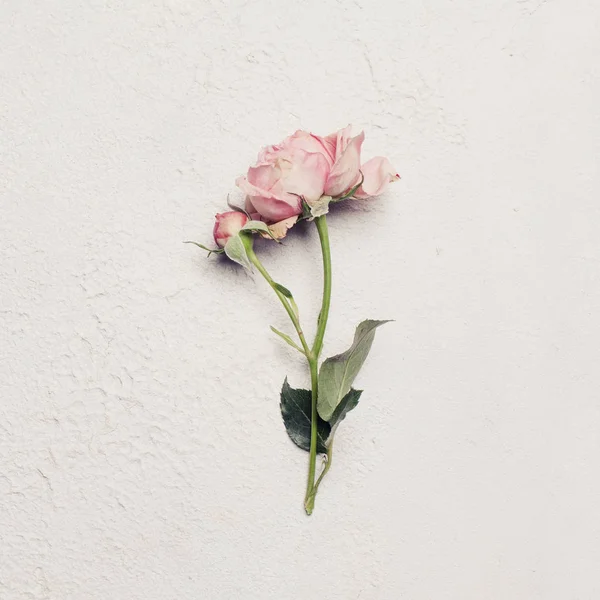 Pastell rosa ros blomma på vit stucco bakgrund — Stockfoto