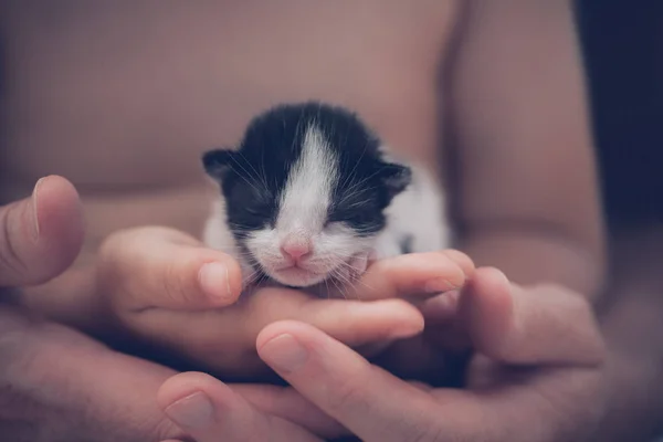 En mycket liten randig kattunge i händerna på goda människor. — Stockfoto