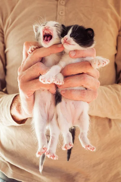 Mycket små randiga kattungar i människohänder. — Stockfoto