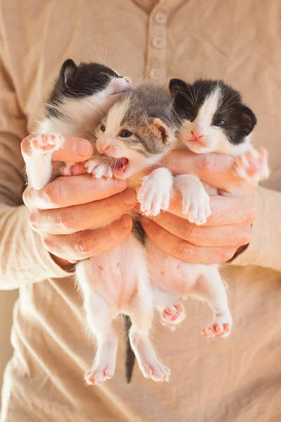 Çok küçük çizgili kedi yavruları insan ellerinde. — Stok fotoğraf