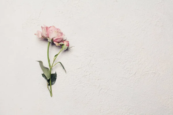 Perfekt vitt kort med ros blomma, pastell delikat blommig — Stockfoto