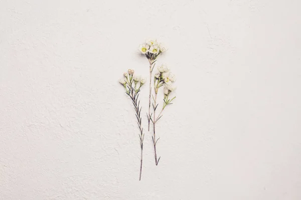 Fehér virág fehér színű háttér, lapos laikus minimalizmus — Stock Fotó