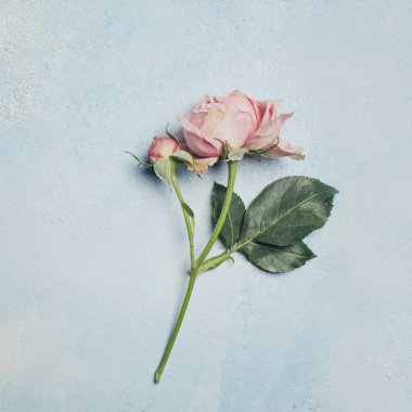 Mavi kart arkaplanda narin bir çiçek gülü