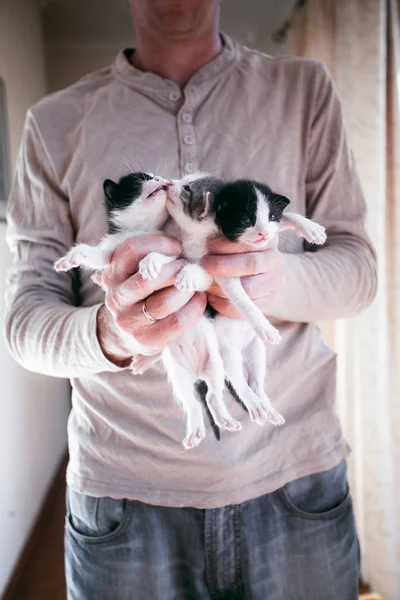 Mycket små randiga kattungar i människohänder. — Stockfoto