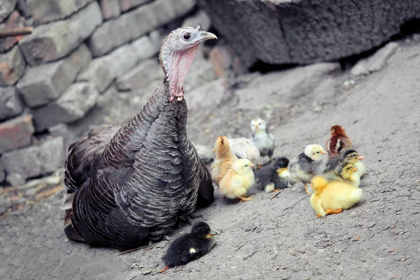 Turquia e galinhas comem alimentos no chão juntos na granja de aves . — Fotografia de Stock