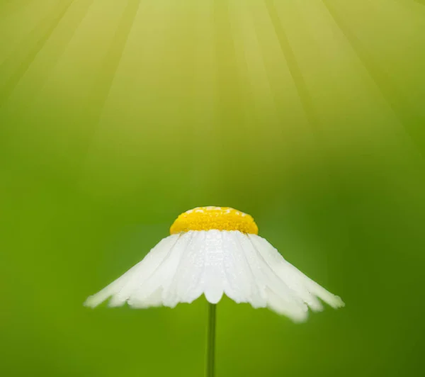 Kwiatowe tło z rumianku biały kwiat na streszczenie tło zielony — Zdjęcie stockowe