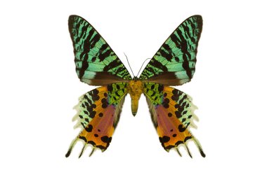 Renkli güzel kelebek uçuyor, beyaz üzerinde izole.