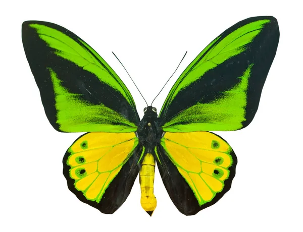 Kleur mooie vlinder vliegen, geïsoleerd op wit — Stockfoto