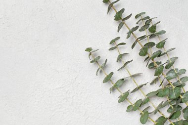Yeşil bitkili beyaz sıva arkaplanı ve kopyalama alanı