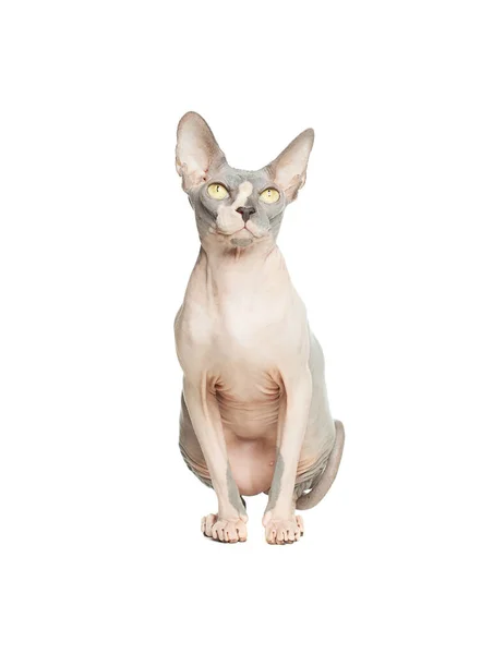귀여운 애완 동물 털없는 고양이 돈 스핑크스는 흰 배경에 따로 붙어 있다 — 스톡 사진
