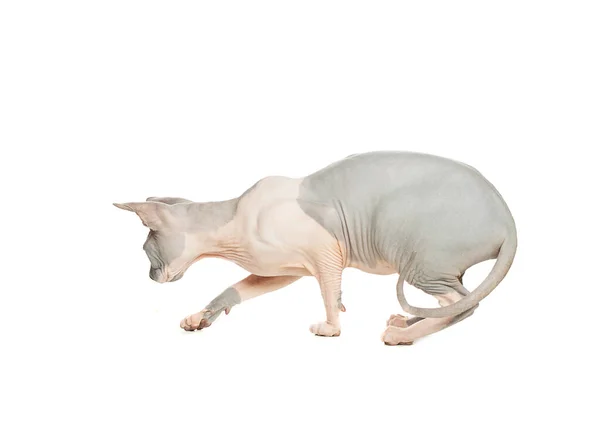 Lekfull katt don sfinx isolerad på vit bakgrund — Stockfoto