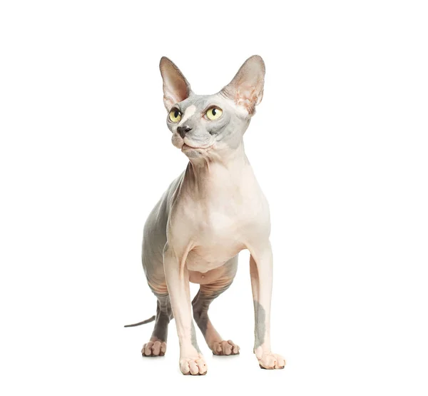 Cat Don Sphynx Isolado Fundo Branco Gatinho Sem Pêlos — Fotografia de Stock