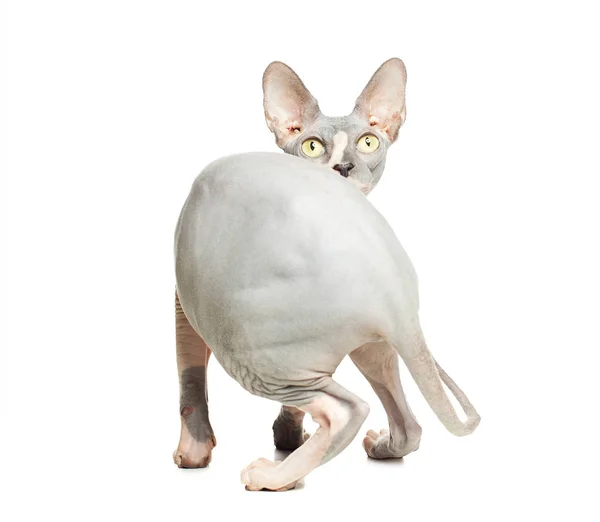 白地に隔離された猫ドンスフィンクス 毛のない子猫 — ストック写真