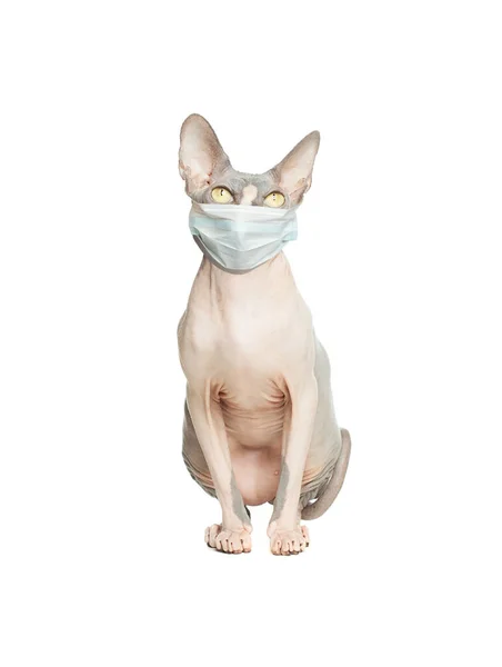 Cat Κατοικίδιο Ζώο Στην Ιατρική Μάσκα Απομονώνονται Λευκό Φόντο — Φωτογραφία Αρχείου