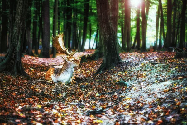 Magical Deer Antlers Wilderness — Stock Photo, Image