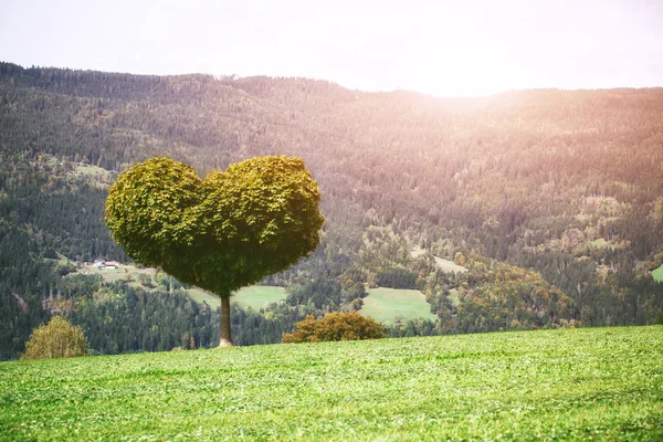 Strom Roste Tvaru Srdce Symbol Lásky Ekologie — Stock fotografie