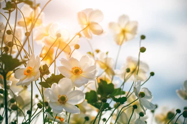 Zarte Weiße Blüten Sonnenlicht — Stockfoto