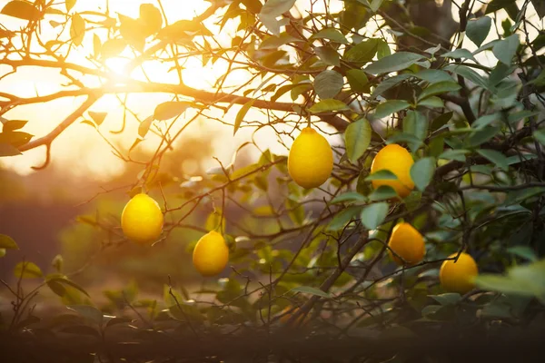 Citrony Zralé Citróny Visící Stromě Pěstování Citrónu — Stock fotografie