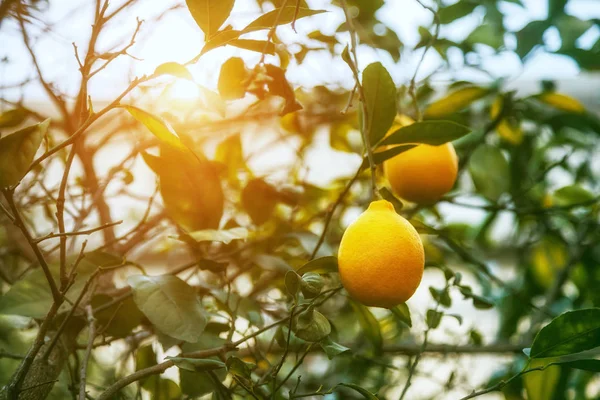 Lemon Lemon Matang Tergantung Pohon Lemon Tumbuh — Stok Foto
